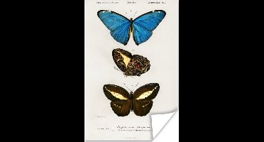 Poster Vlinder - Vintage - Insecten - 20x30 cm