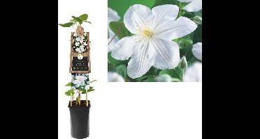 Klimplant Clematis Madame Le Coultre  - Witte Bosrank