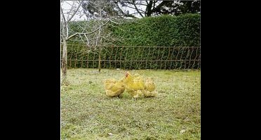 Ako Pluimveenet - Dubbele Pen - 50 m