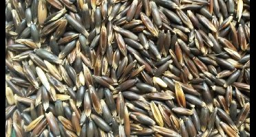 Garvo - Gepunte zwarte haver - Paardenvoer - 20kg