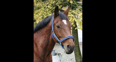 Kerbl Exclusive Halster FullXL Rood | Paardenhalsters | Bustotaal.nl