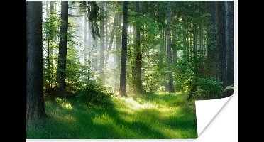Poster Natuur - Bomen - Bos - Groen - Zon - Gras - Planten - 30x20 cm