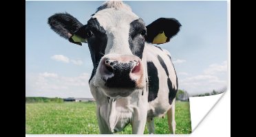Poster Koe - Weiland - Natuur - Dieren - Gras - 30x20 cm