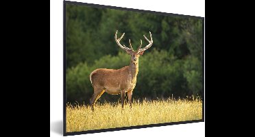 PosterMonkey - Fotolijst - Hert - Natuur - Weide - Bos - Natuur - Poster - 80x60 cm - Frame - Kader - Poster kader - Foto lijst - Poster natuur - Poster hert