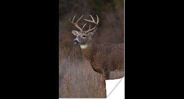 Poster Herfst - Hert - Gras - Natuur - Dieren - 20x30 cm