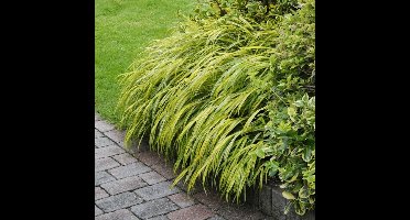 12 x Japans Berggras Groen - Hangend Winterhard Siergras - Hakonechloa macra in 9x9cm pot met hoogte 5-10cm