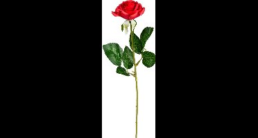 Boland - Roos Rood - Geen thema - Valentijn - Feestversiering - Liefde