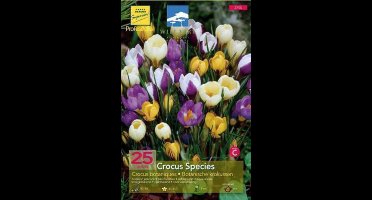 Crocus botanisch gemengd - mix