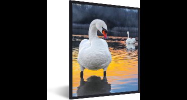 PosterMonkey - Poster - Fotolijst - Zwaan - Vogel - Zonsondergang - Water - 60x80 cm - Poster natuur - Poster in lijst - Foto lijst - Poster vogels - Kader - Posterlijst