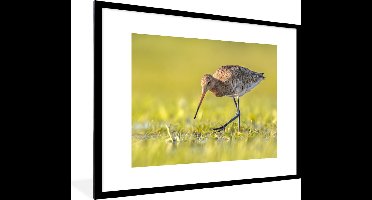 PosterMonkey - Poster - Fotolijst - Vogels - Gras - Landschap - Grutto - 80x60 cm - Posterlijst - Poster dieren - Foto in lijst - Poster vogels