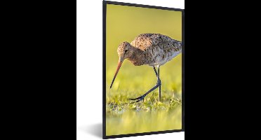 PosterMonkey - Poster - Fotolijst - Vogels - Gras - Landschap - Grutto - 20x30 cm - Posterlijst - Poster dieren - Foto in lijst - Poster vogels