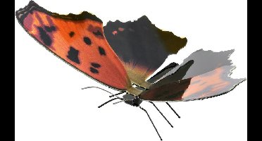 Metal Earth constructie speelgoed Eastern Comma Butterfly