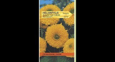 Oranjeband Zonnebloem Sungold Dubbelbloemig Hoog 180cm