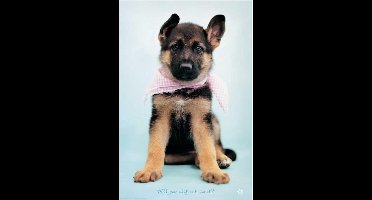 Herdershond poster - pup - Thomas - 61 x 91.5 cm