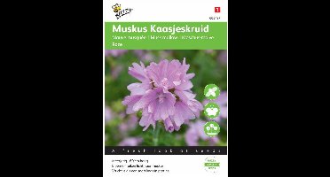 Buzzy® Malva moschata Rose