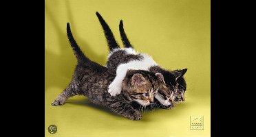 Silk Mousepad - Cats