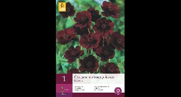 Cosmos atrosanguineus - chocoladecosmos