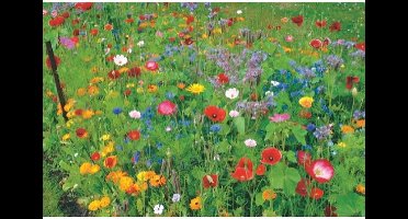 Zomerbloemen mengsel 250gr