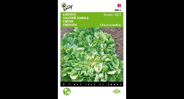 Buzzy Zaden - Andijvie Nummer Vijf - Cichorium endivia