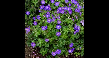 6 x Geranium Rozanne Paars|Roze - Tuinplanten Winterhard - Ooievaarsbek Bodembedekker in 9x9cm pot met hoogte 5-10cm