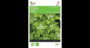 Nieuwzeelandse spinazie - Tetragonia expansa