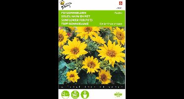 2 stuks - Buzzy - Helianthus Annuus Pacino, Lage Potzonnebloem