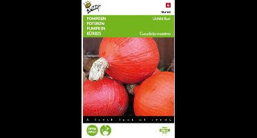 2 stuks - Buzzy - Pompoenen Uchiki Kuri Oranjezon