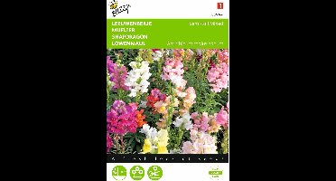 2 stuks - Buzzy - Antirrhinum Majus Nanum Gemengd