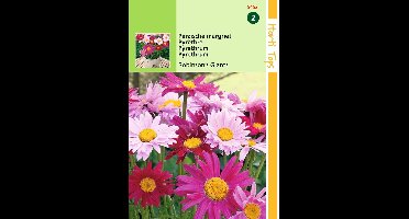 2 stuks Hortitops Pyrethrum Hybridum Robinson S Giants Gemengd