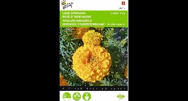 2 stuks Tagetes, lage Afrikaan Golden Age