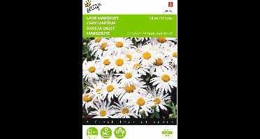 2 stuks - Buzzy - Chrysanthemum maximum nanum Silver Princess