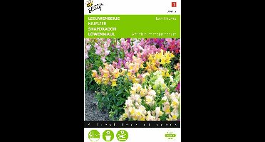 2 stuks Antirrhinum, Leeuwenbekje Tom Thumb gemengd