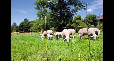 AKO Paaltje geel v. EasyNet schapennet enkele pen