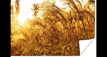 Poster Pampasgras - Zon - Gras - 30x20 cm