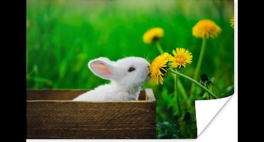Poster Konijn - Paardenbloem - Gras - 30x20 cm