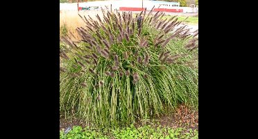 12 x Lampenpoetsersgras Zwarte Pluim - Siergras Winterhard - Pennisetum alopecuroides 'Black Beauty' in 9x9cm pot met hoogte 5-10cm