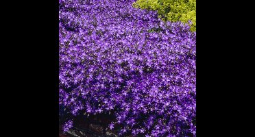 6 x Klokjesbloem Blauw/Paars 'Blauranke' - Wintergroene Bodembedekker - Campanula poscharskyana 'Blauranke' in 9x9 pot met hoogte 0-10cm