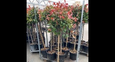 2 x Photinia Fraseri 'Red Robin' op stam - Glansmispel Boompje met stamhoogte 90cm