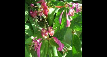 4 x Roze Kamperfoelie - Wintergroene Bloeiende Klimplant - Lonicera henryi in C2(liter) pot met hoogte 50-60cm