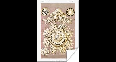 Poster Vintage - Ernst Haeckel - Kwal - Kunst - 20x30 cm