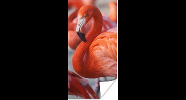 PosterMonkey - Poster - Flamingo - Vogel - Dieren - Roze - Fotolijst - 60x120 cm - Poster flamingo - Posterlijst - Frame poster - Poster dieren - Woonkamer