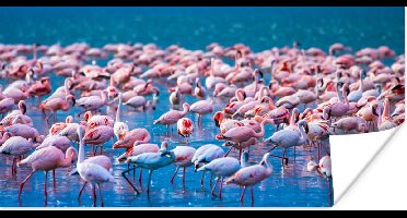 PosterMonkey - Poster - Fotolijst - Dieren - Flamingo - Zwart - Wit - Grijs - Kader - 40x20 cm - Slaapkamer - Poster lijst - Frame poster - Poster flamingo - Poster met frame