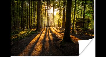 Poster Zon - Bomen - Bos - Landschap - Natuur - 30x20 cm