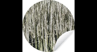WallCircle - Muurstickers - Behangcirkel - Cactus - Natuur - Vetplanten - ⌀ 30 cm - Muurcirkel - Zelfklevend - Ronde Behangsticker