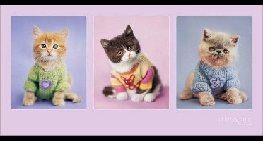 Kunstdruk Rachael Hale - Kitty Couture 100x50cm