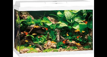 Juwel Primo 70 Aquarium - Wit - 70L - 61 x 31 x 44 cm
