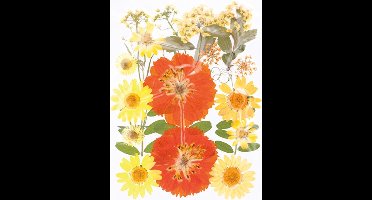 Geperste droogbloemen - Artemio