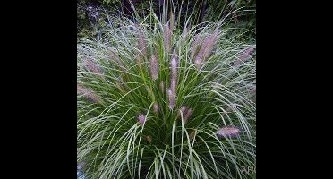 50 x Lampenpoetsersgras Reborn - Siergras met Pluim - Pennisetum alopecuroides 'Reborn' in 9x9cm met hoogte 5-10cm