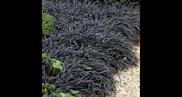 12 x Zwarte Slangenbaard - Siergras Zwart Laag - Ophiopogon planiscapus Niger in 9x9cm pot met hoogte 5-10cm