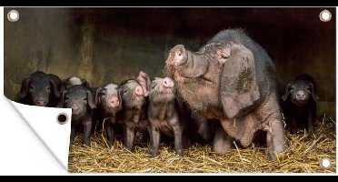 Tuinposter Varken - Biggen - Stro - 80x40 cm - Wanddecoratie Buiten - Tuinposter - Tuindoek - Schuttingposter - Tuinschilderij